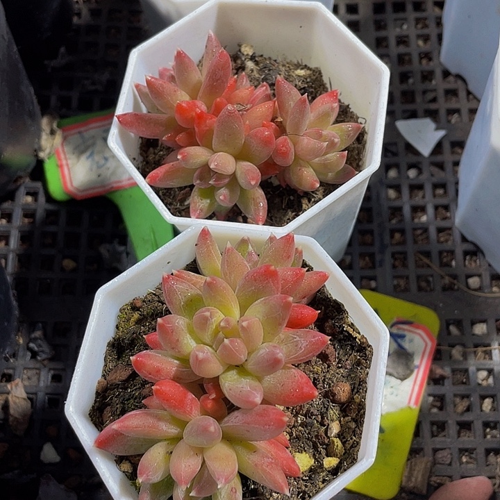 糖抓群到盆土发货