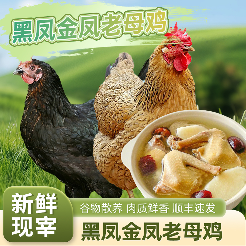 【火柚星球】金凤老母鸡1.15kg*1+黑凤老母鸡1.25kg*1