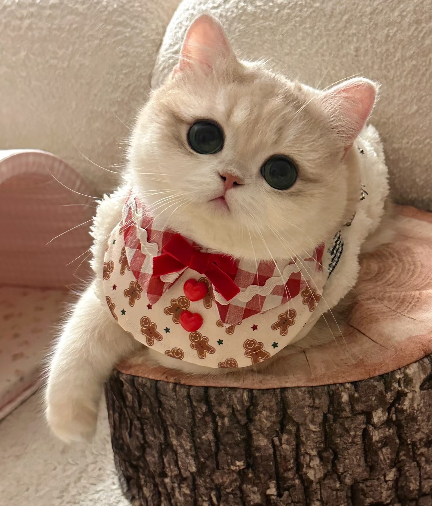 【胖虎家专属】明盒快乐链接