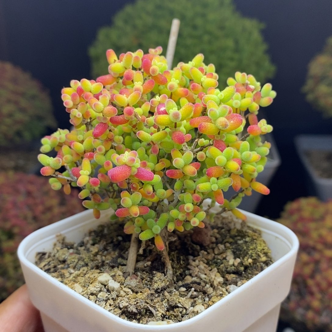 无花朵38号蜜橘糖球枝干