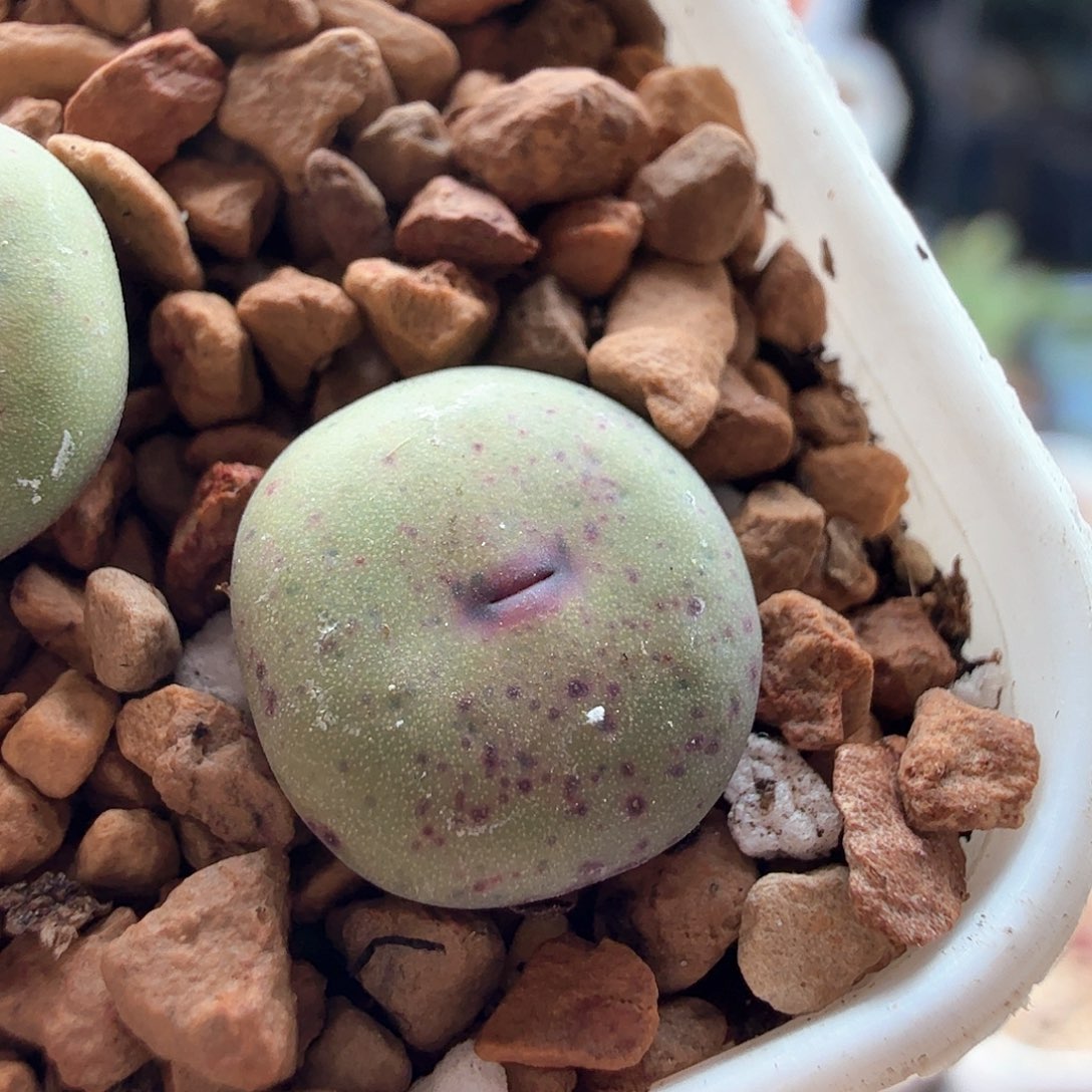 2.10.39/大紫嘟嘴/多肉植物