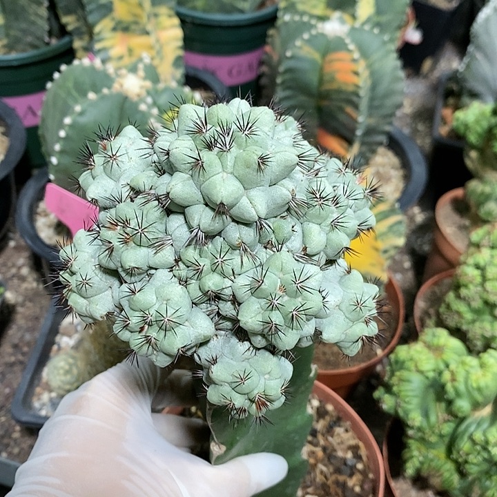 花花草草花花草草