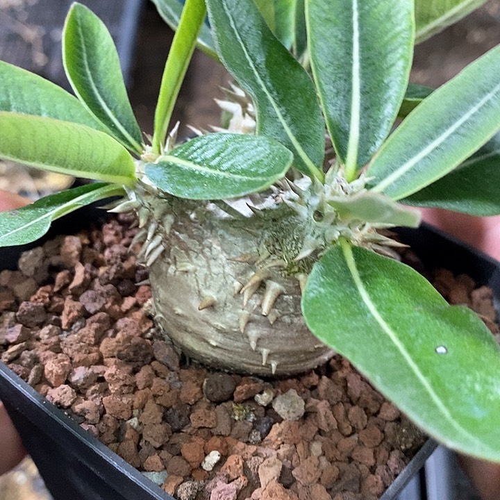 孤品实生稀有控养宫形惠比大黑4.8cm