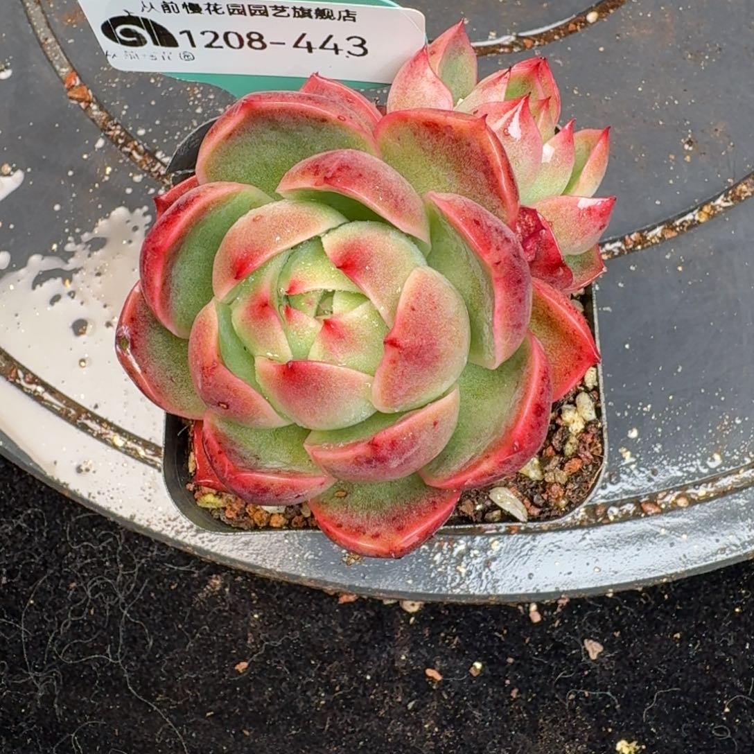 从前慢多肉精选编号1208.443