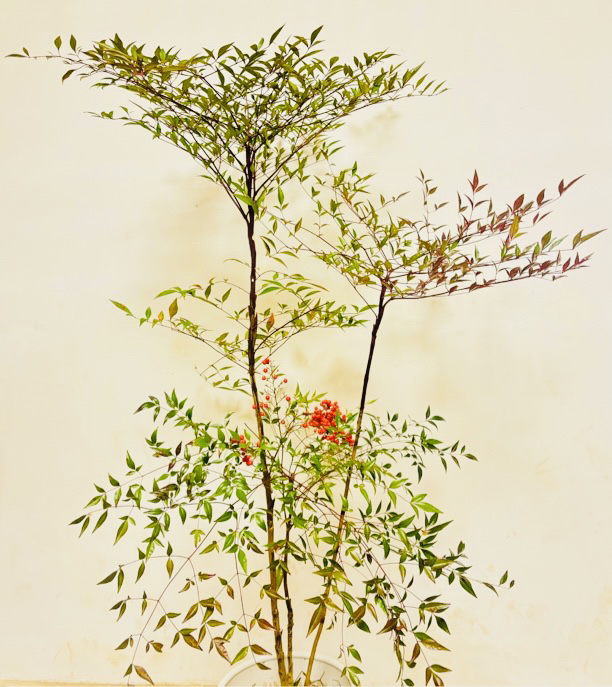 【春绿冬红】南天竹火焰红耐旱耐寒马醉木平替观叶好养老桩盆栽地栽