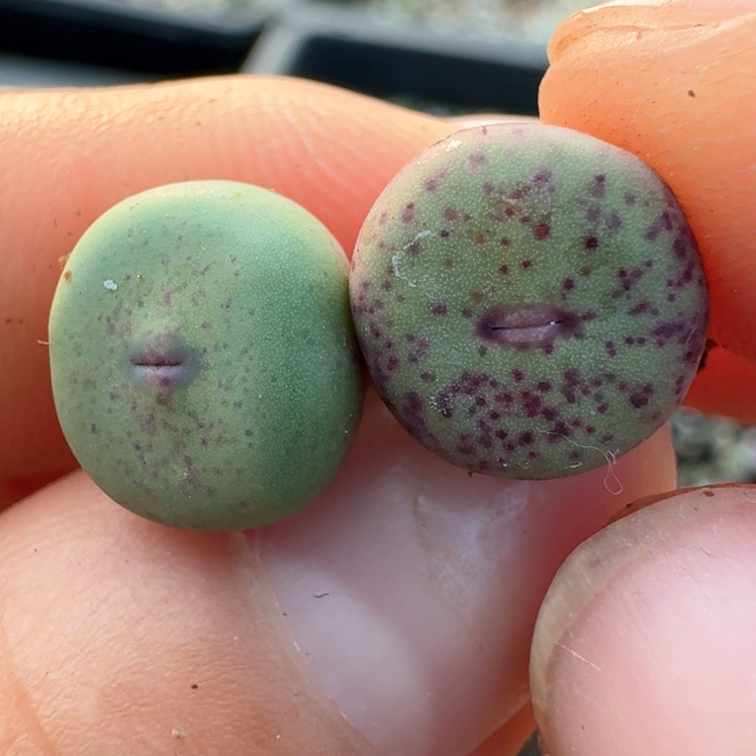 1098两颗紫皮大红嘴