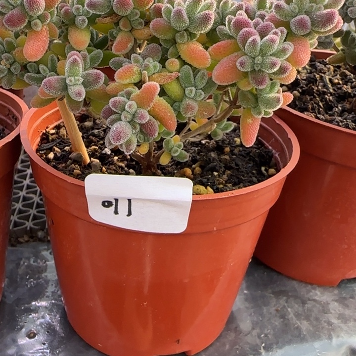 梦***缘011-紫冰晶植物枝干