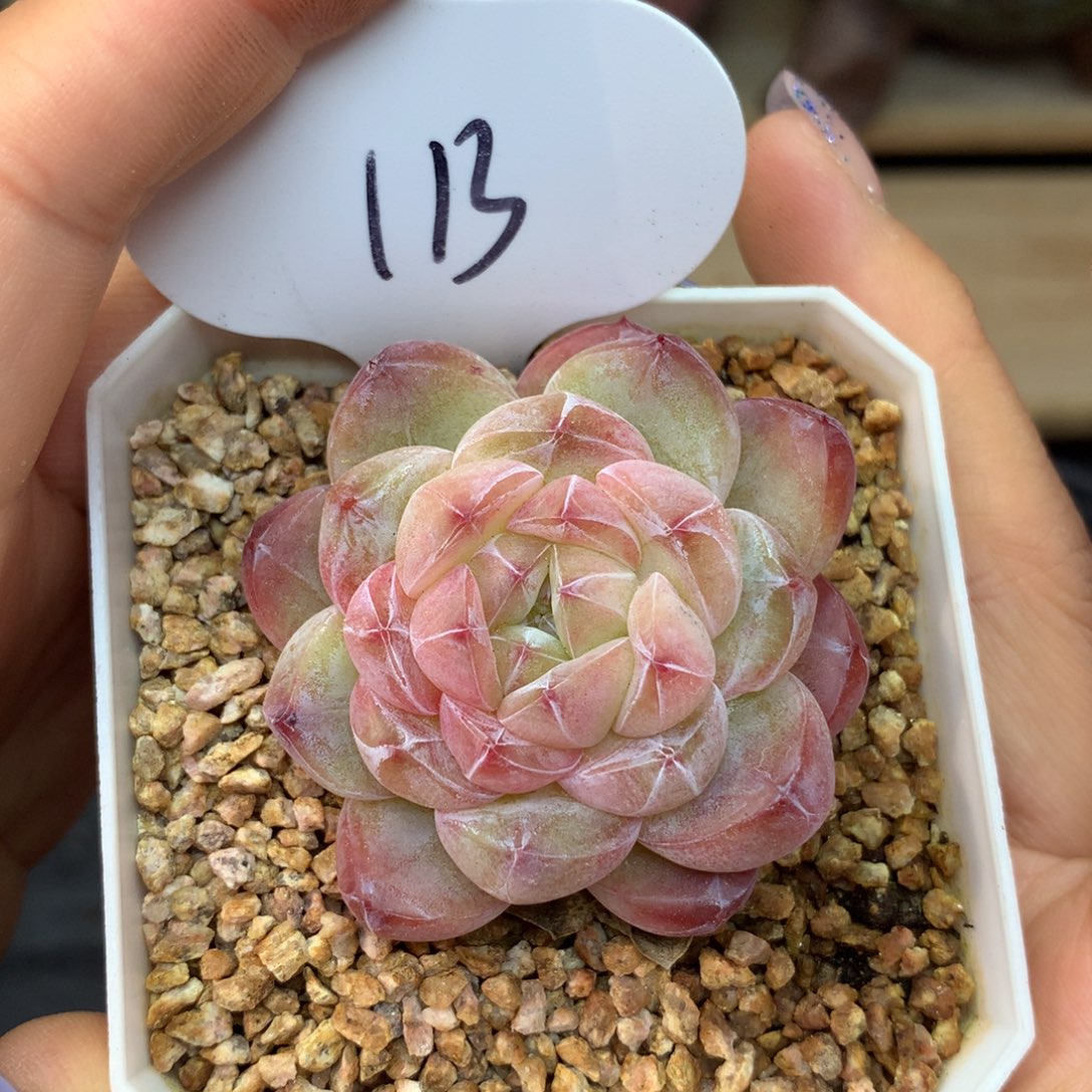 璇姬珍妮单头113