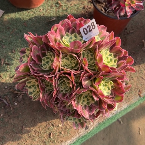 1****9028白凤朵朵多肉，