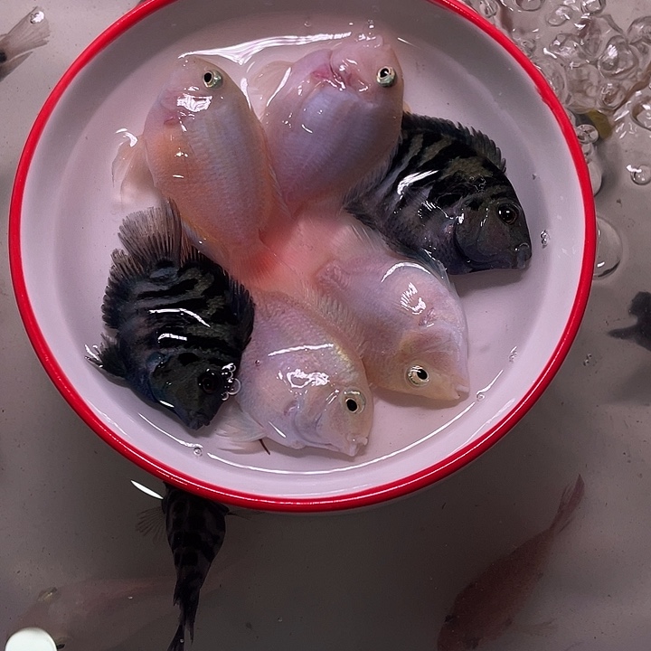 鹦鹉鱼迷你鹦鹉4条备损2
