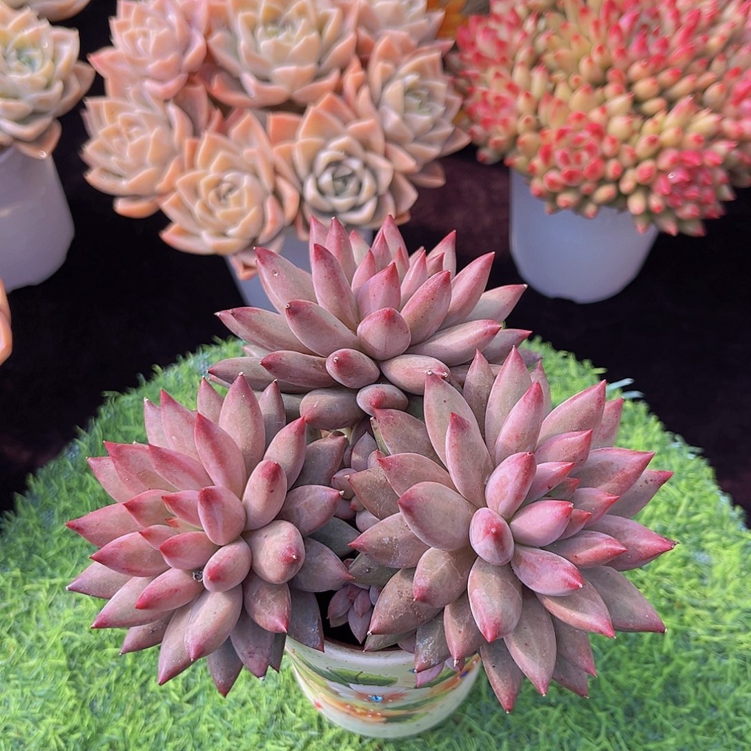 虞美人多肉植物多肉