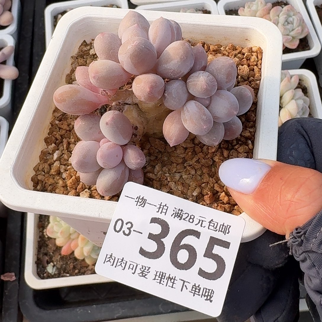 汤圆无盆土发货无