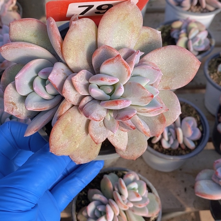 s***u790号韩版奶茶一颗111