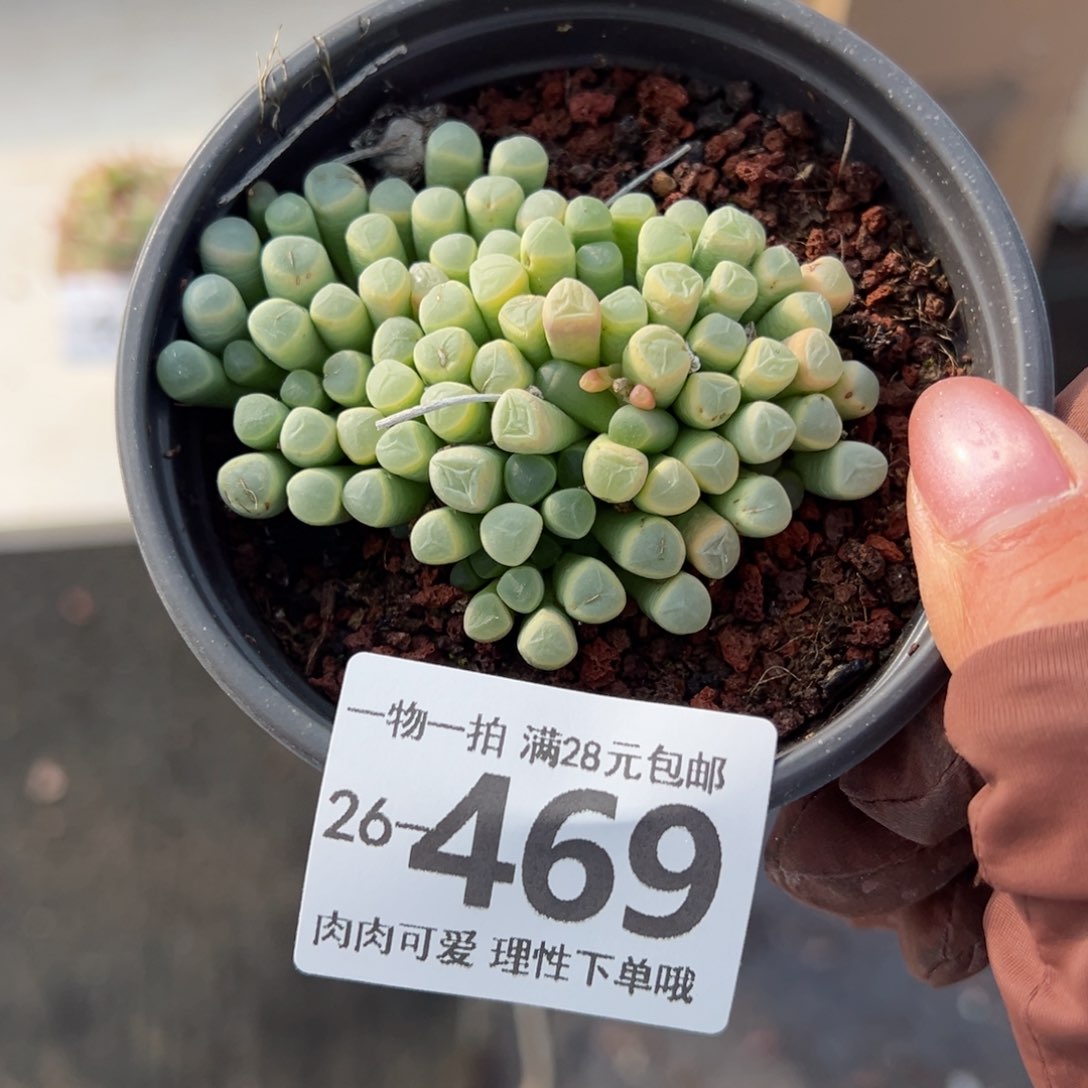 五十铃玉多肉多肉多肉多肉多肉