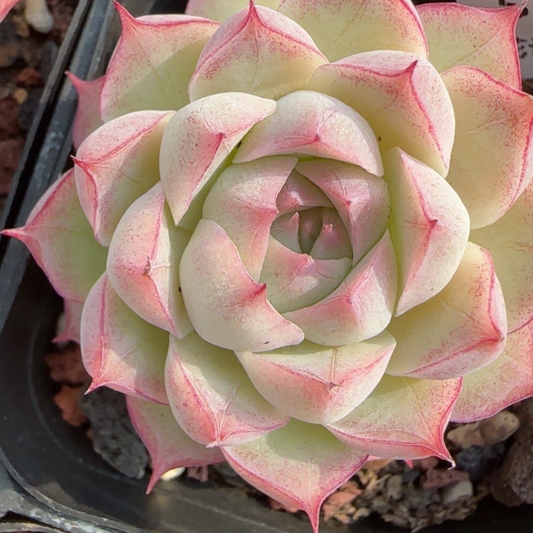 花语逸镜0205-579