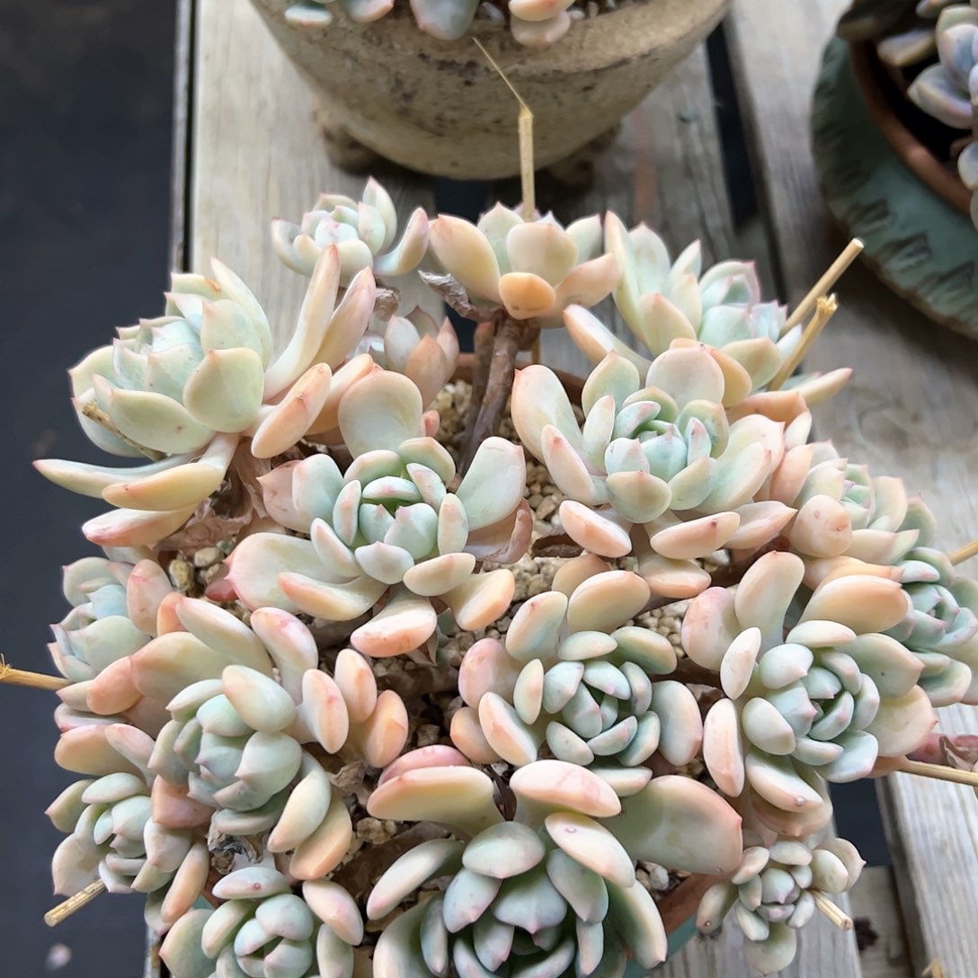 蜜桃格林18 零零多肉植物