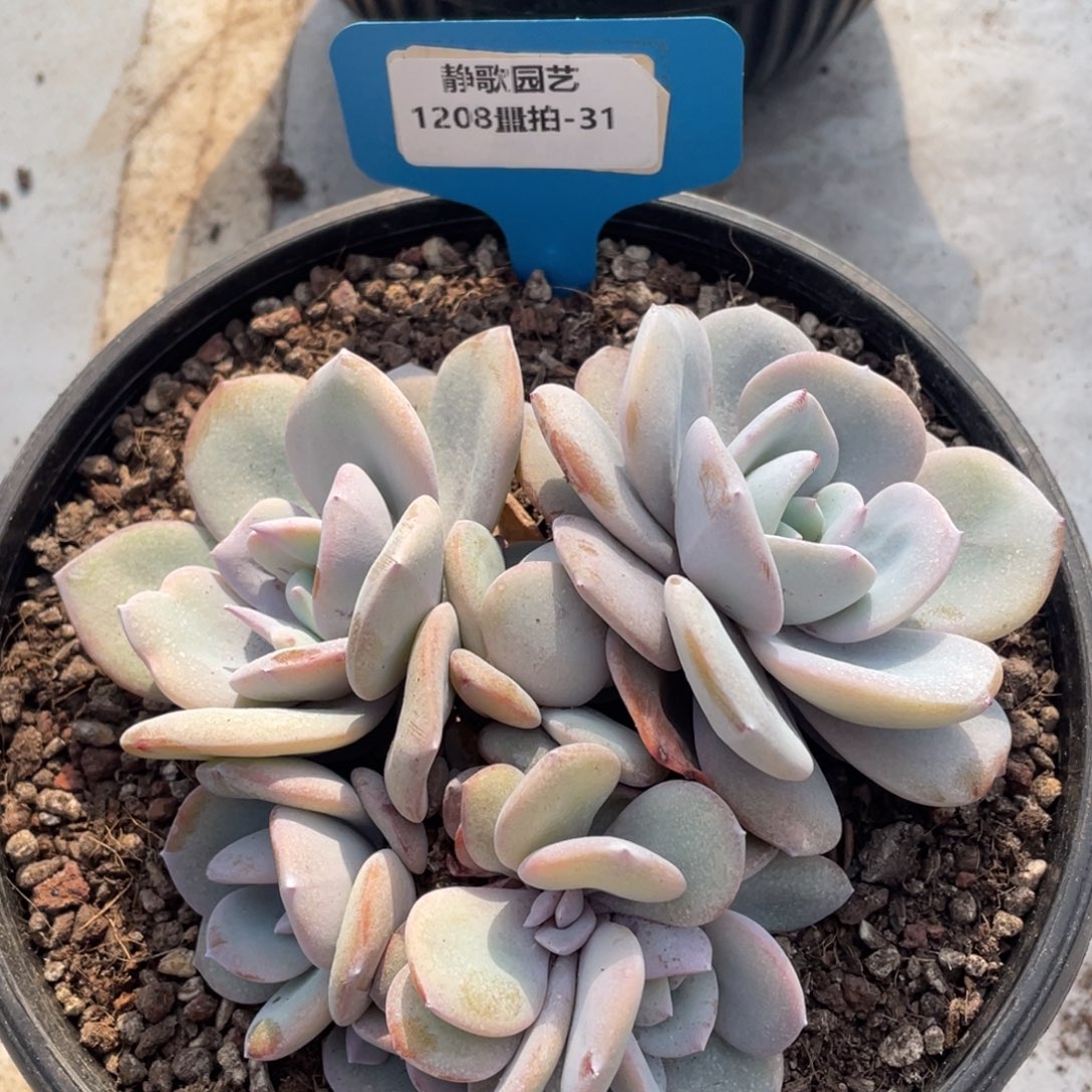 1208-31-韩版奶茶福利一颗