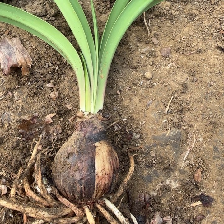 双梦有标带土发货