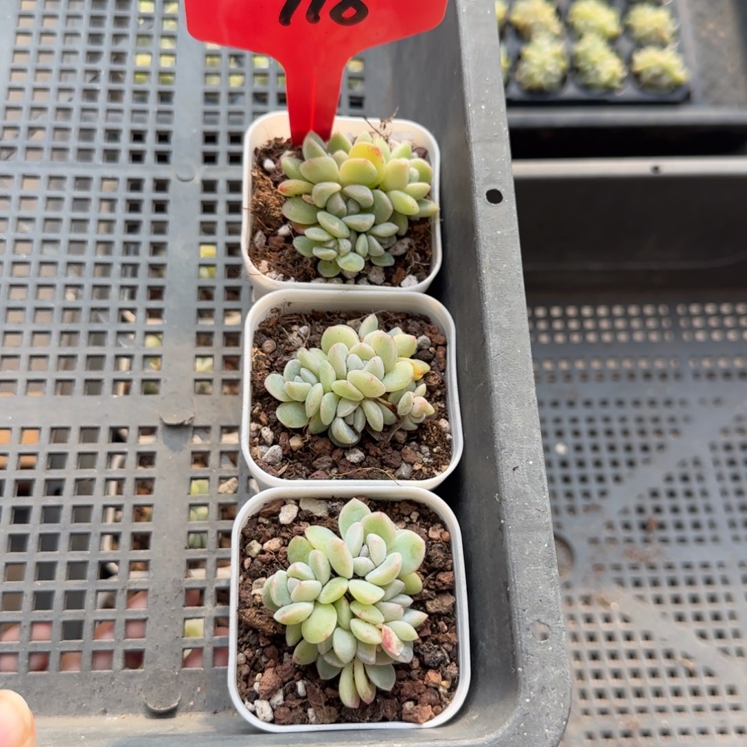 118冰玉哈哈哈哈哈哈哈