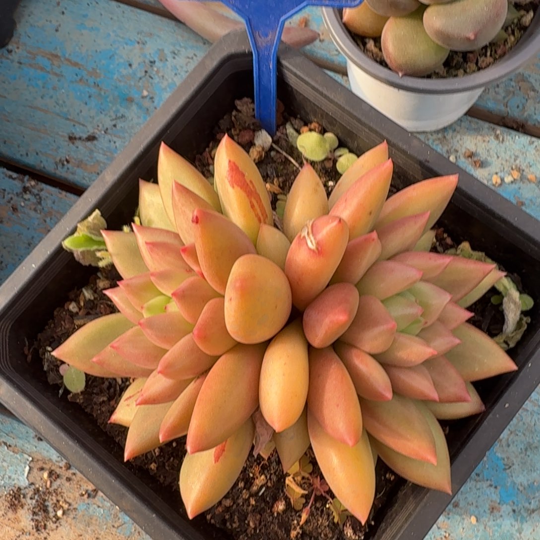 米其林一物一拍199