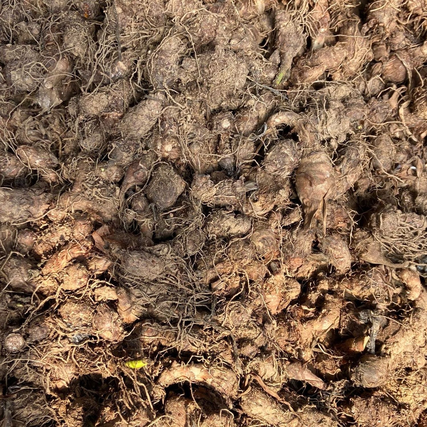 山东南湖香芋小侧芋