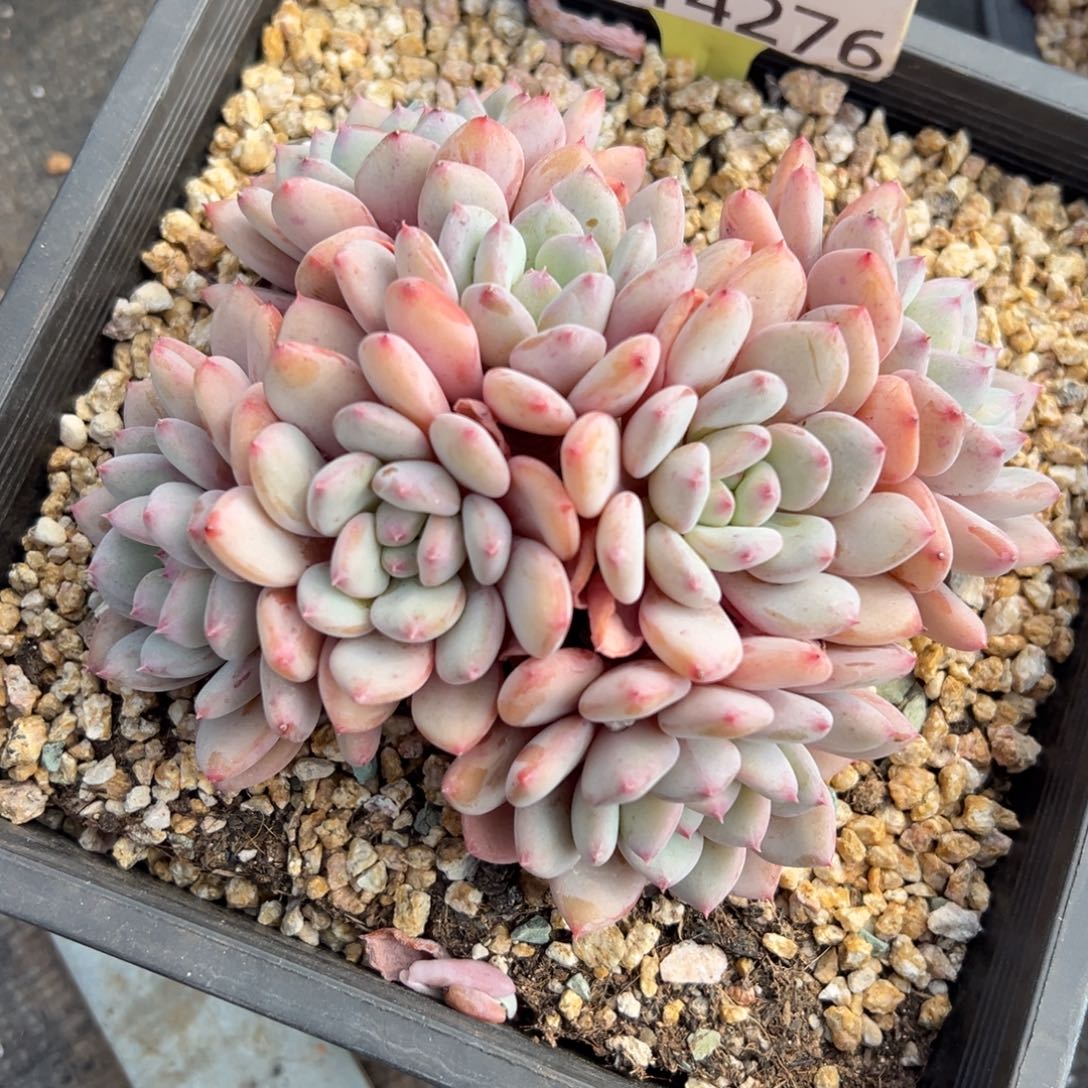 1214276 莉莉安美人群生全状态