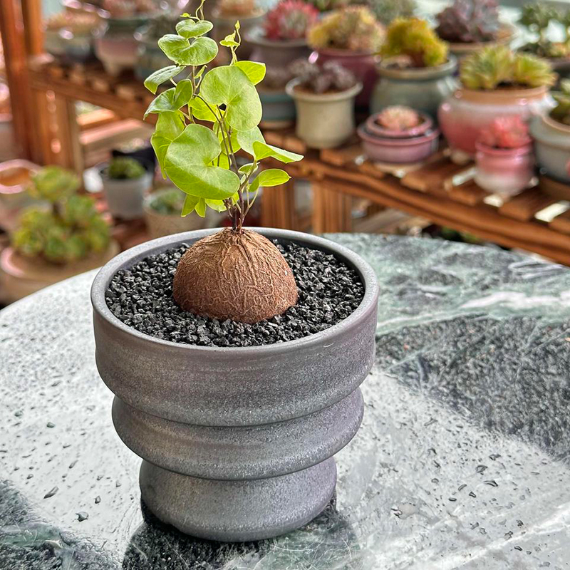 块根花盆 块根植物陶瓷潮盆龙舌兰龟甲龙耐旱植物专用透气花盆