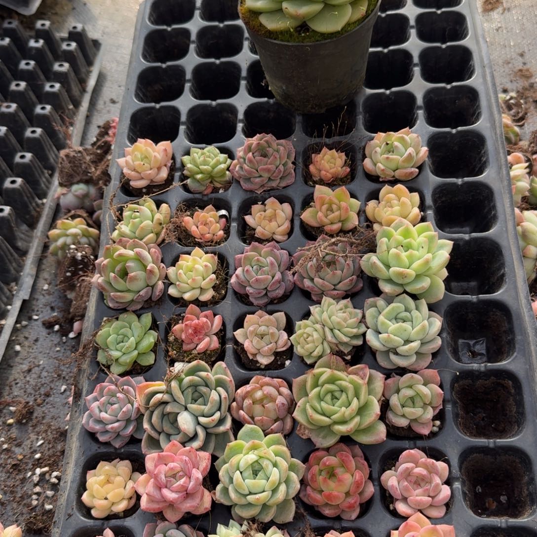 9-5珍妮四十颗加麦秆一颗脱土发货量拍左七