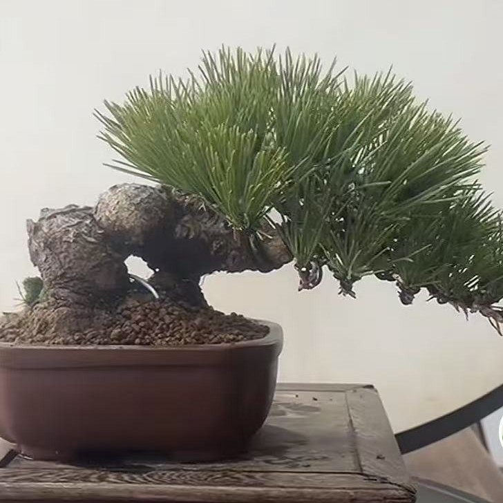 黑松栀子花盆景适合庭院露台摆放的美观绿植直播间链接盲拍不发货