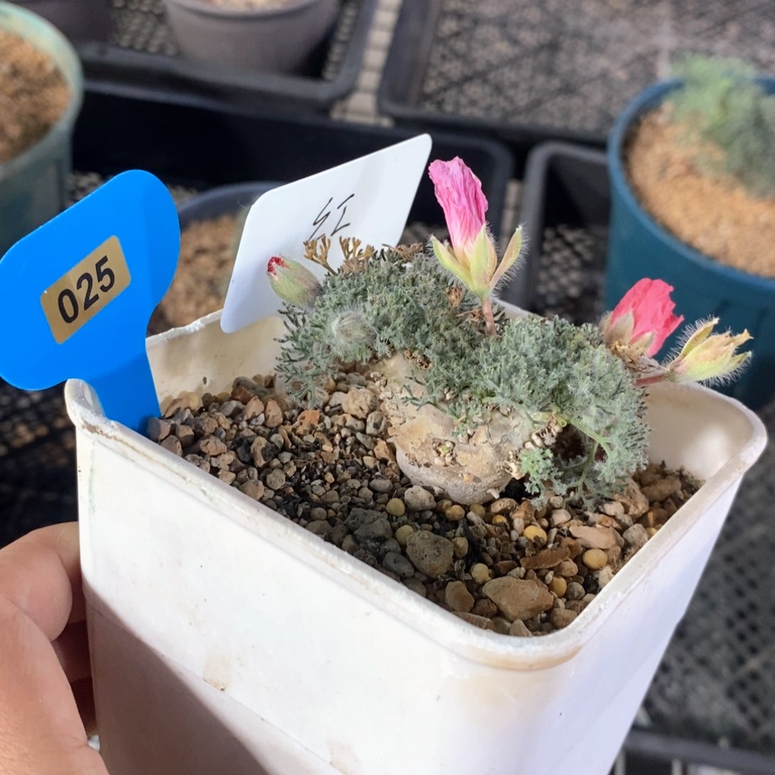 白皮月界多肉植物