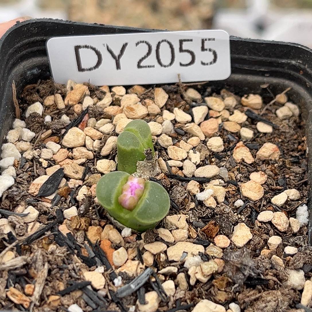 一物一拍极窗风铃2055