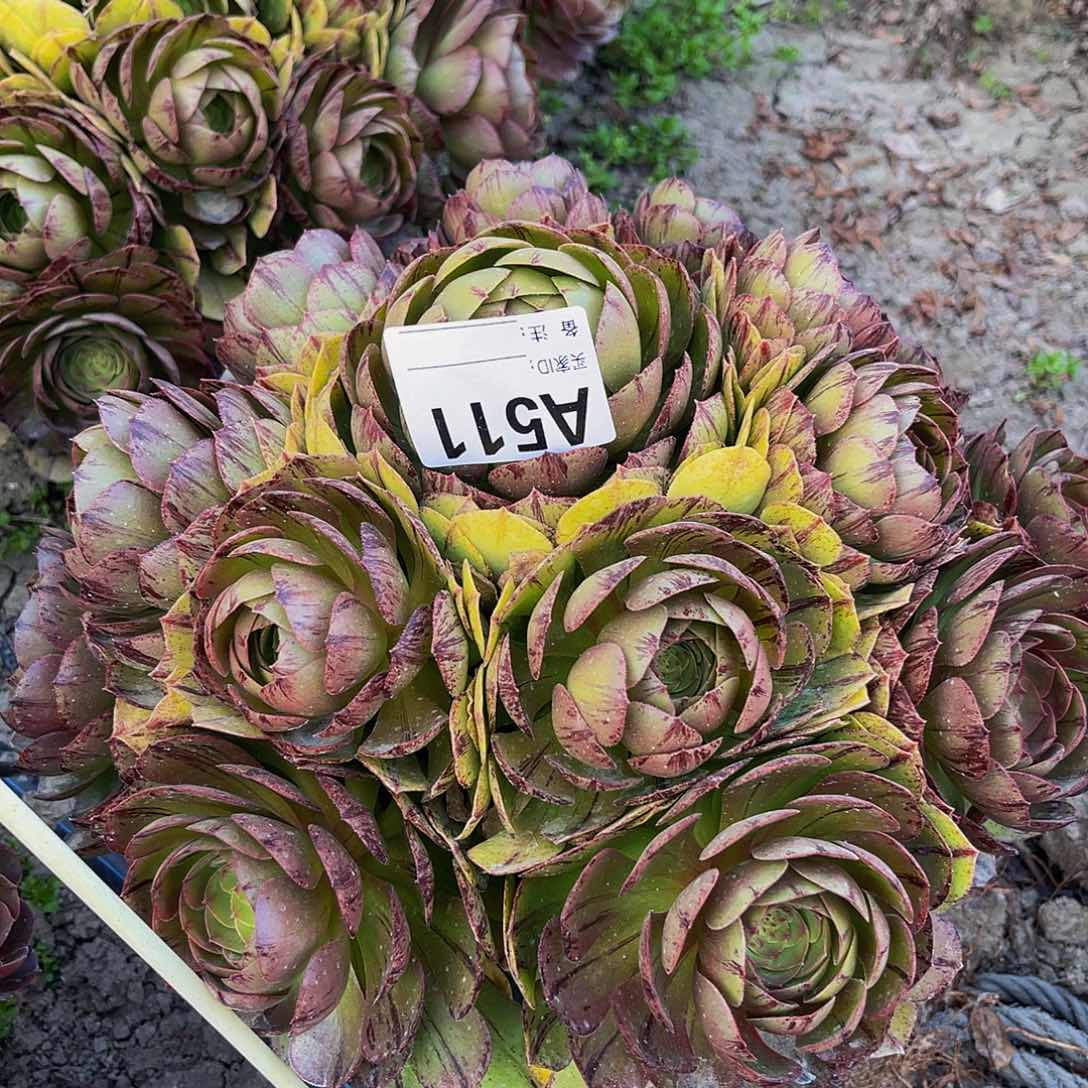 万拉丝14–38包邮法师