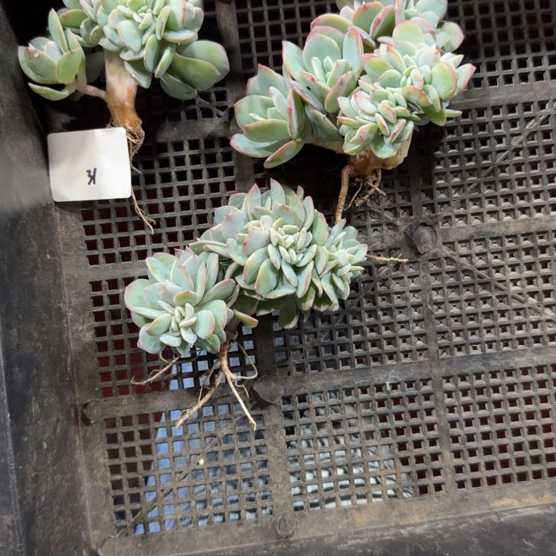 王****白凤缀化一物一拍31