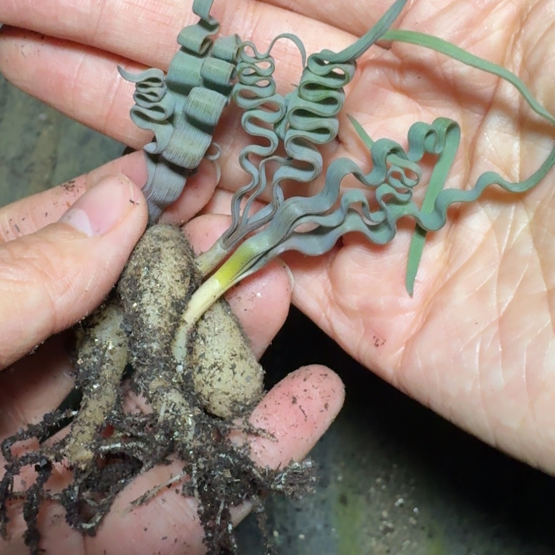 3颗海带弹簧草量拍多肉