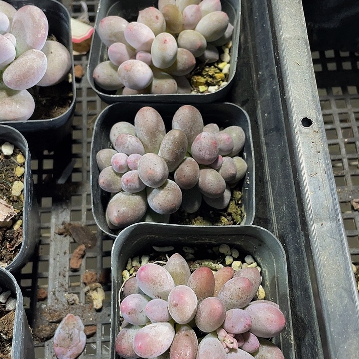 双头汤圆带盆土发过