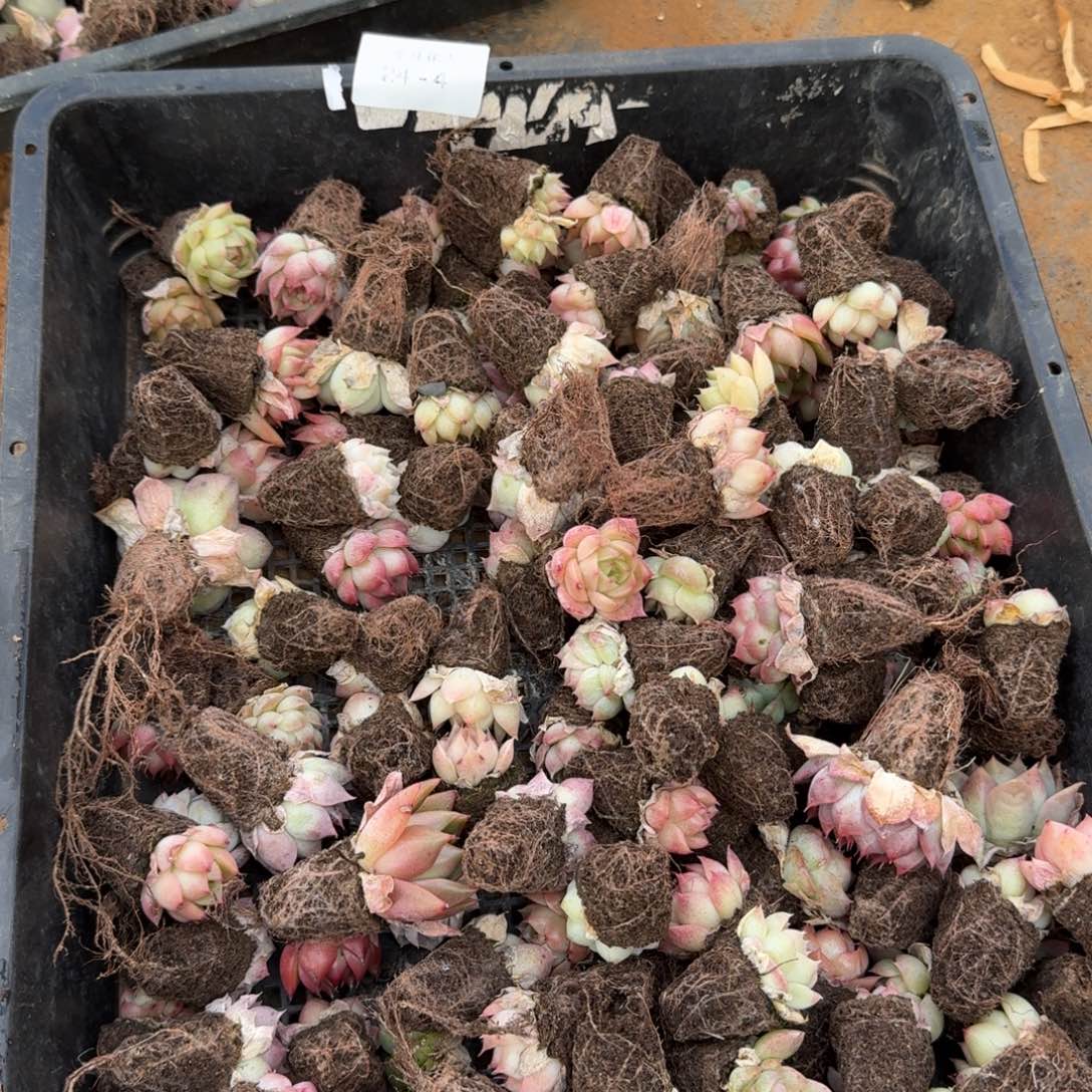 多肉杂交一物一拍24-4