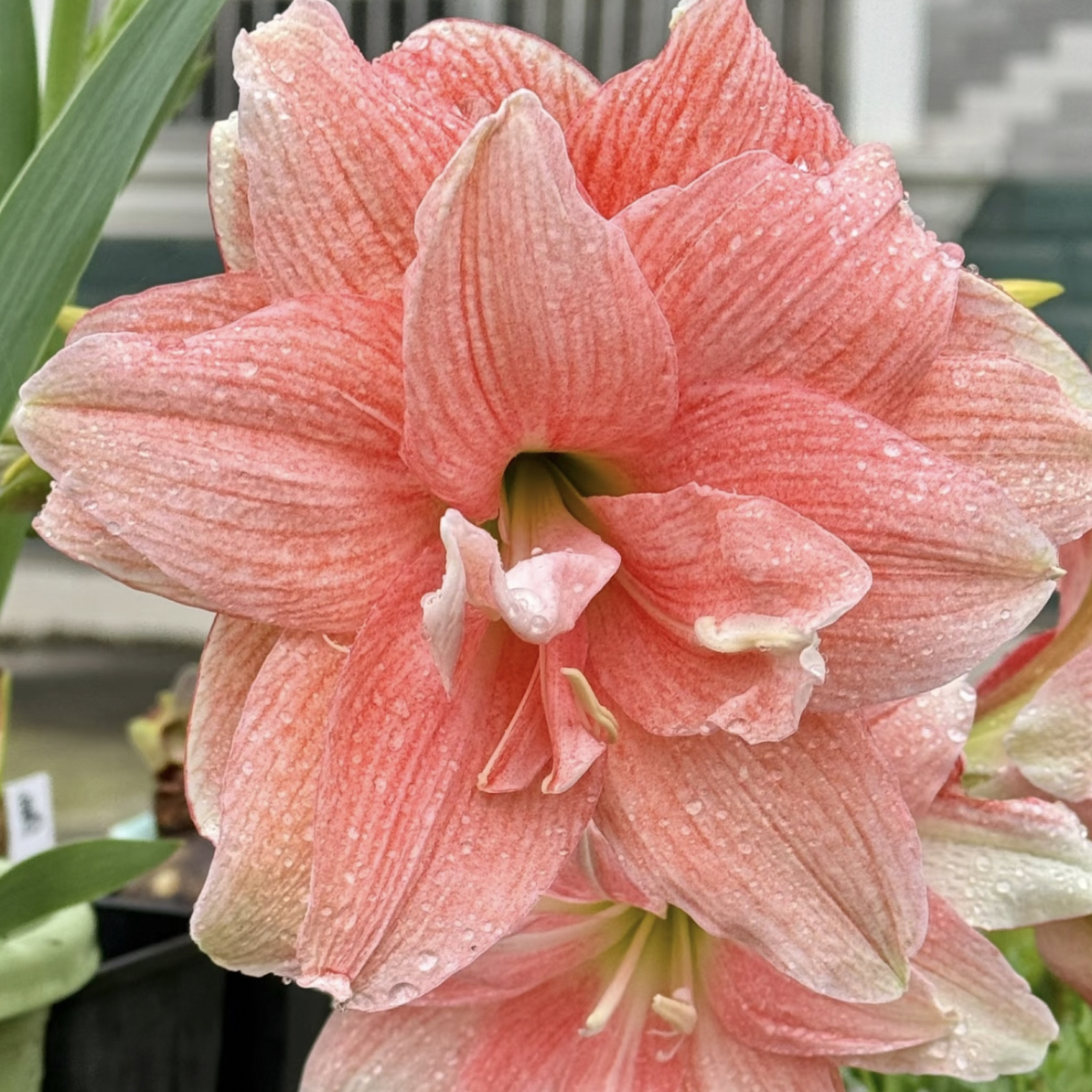 【蒂卡荣耀】重瓣朱顶红种球大花好养活室内外四季开花盆栽植物