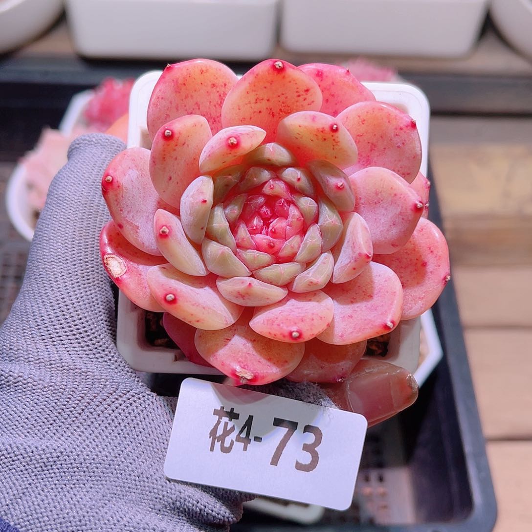 花04-73新品单头