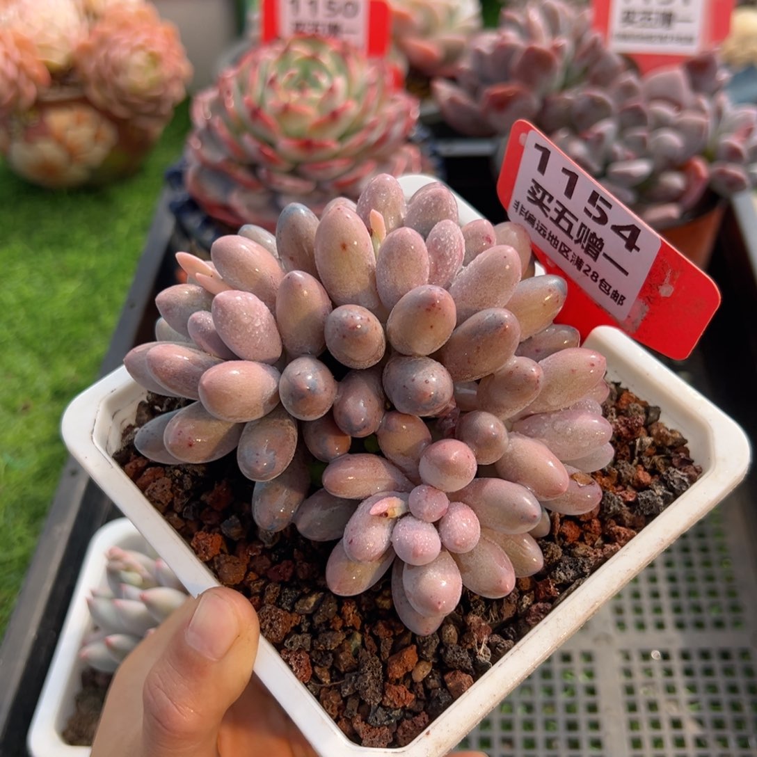 表妹精品多肉1154.