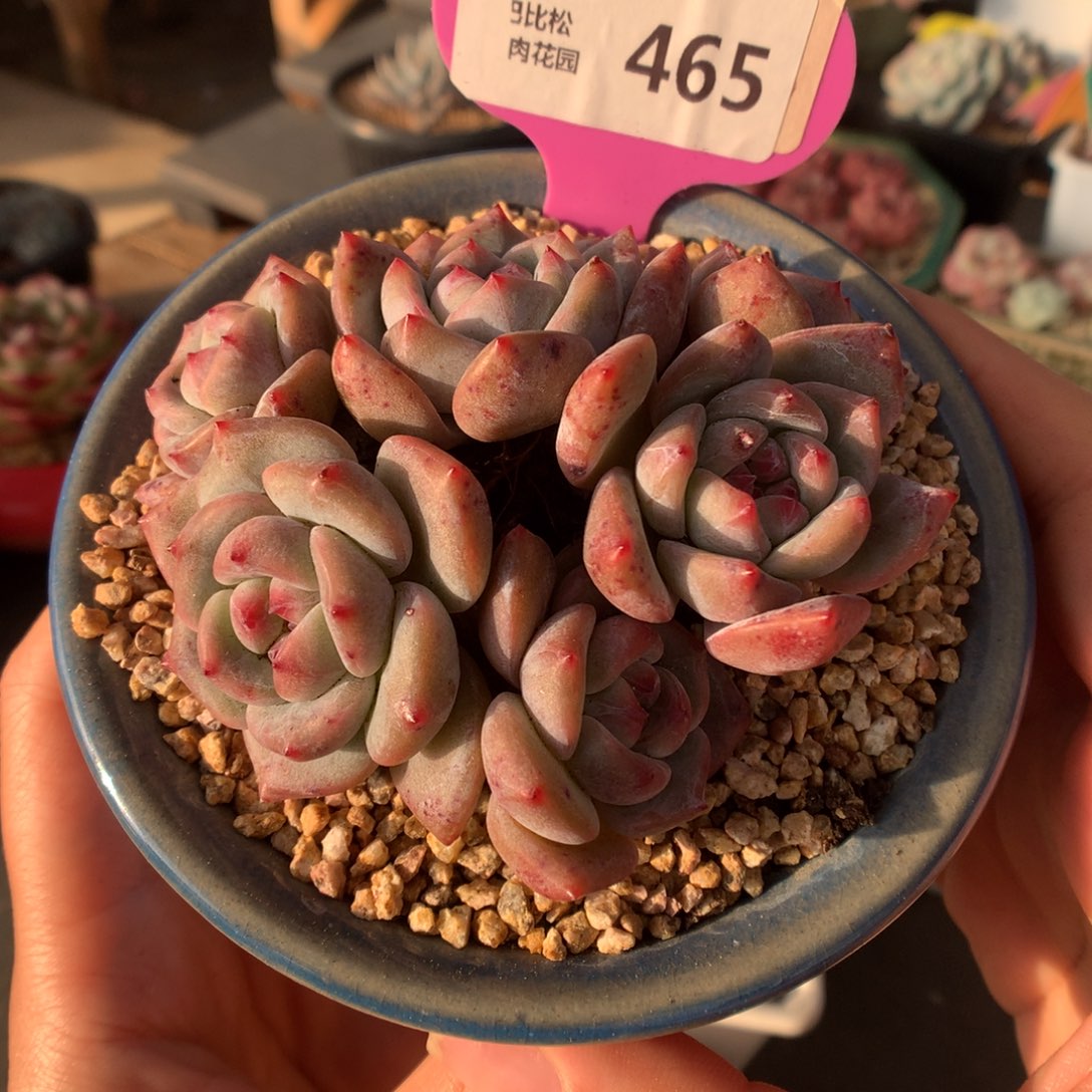 465两颗星影多肉植物