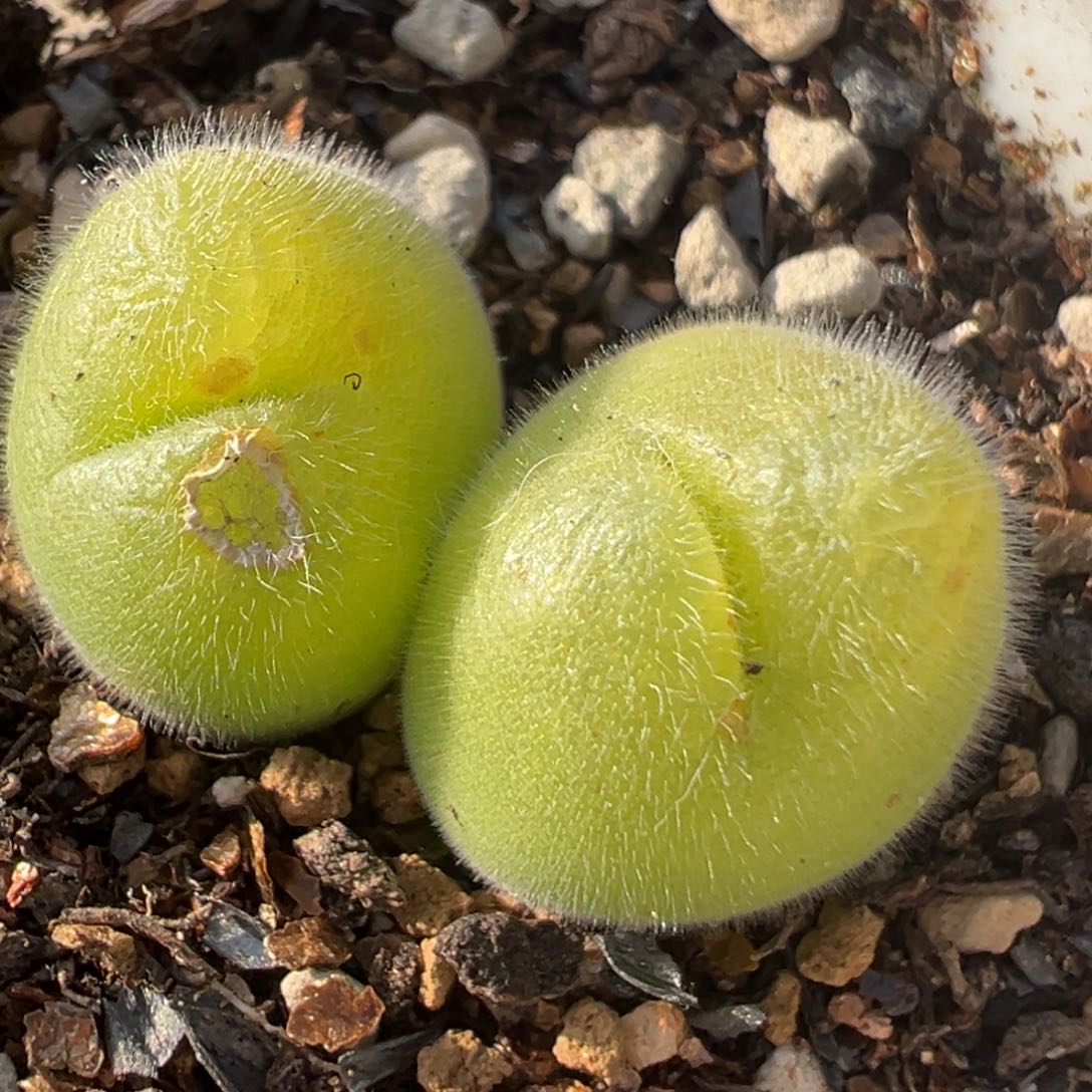 90多肉植物百科知识