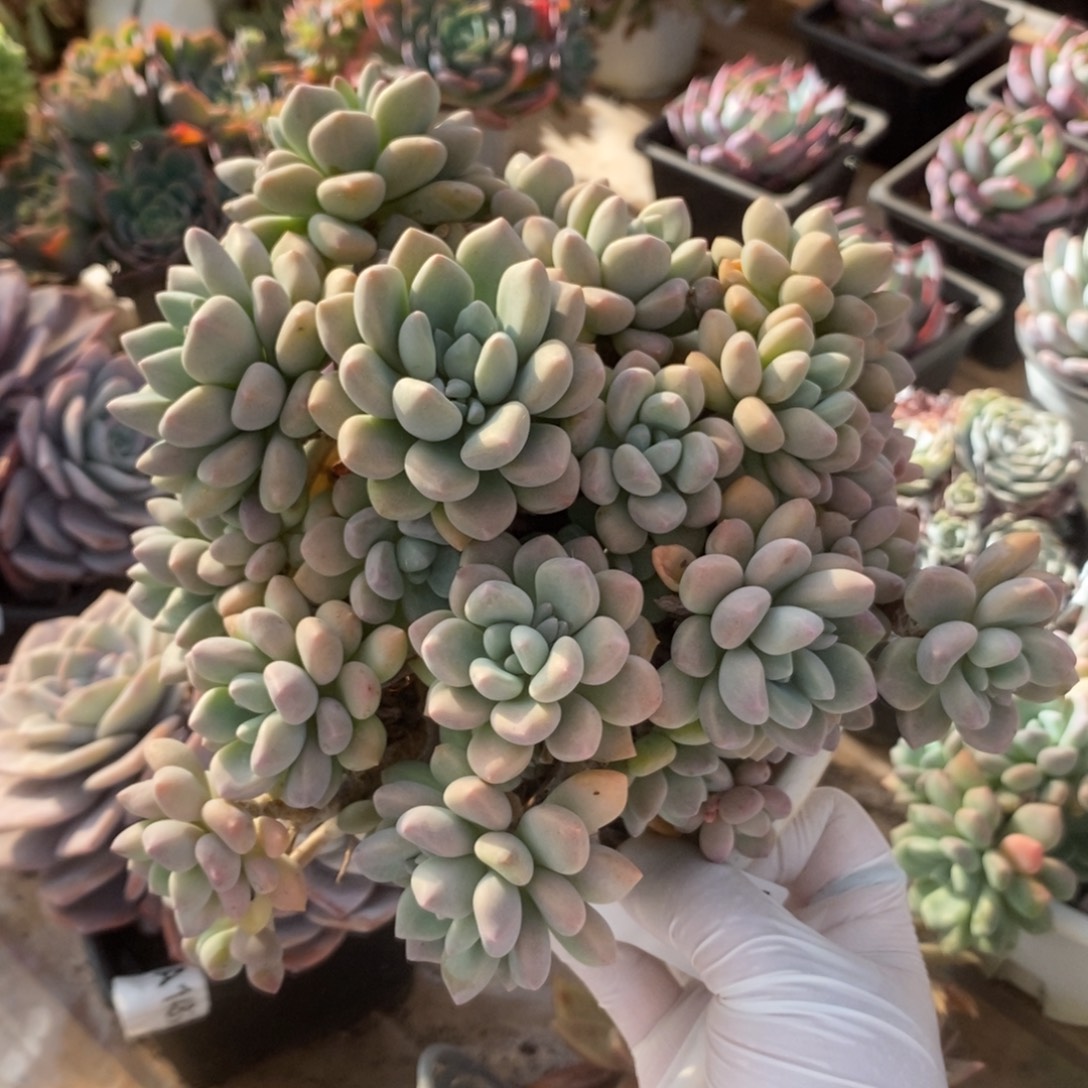 5314木糖醇一物一拍