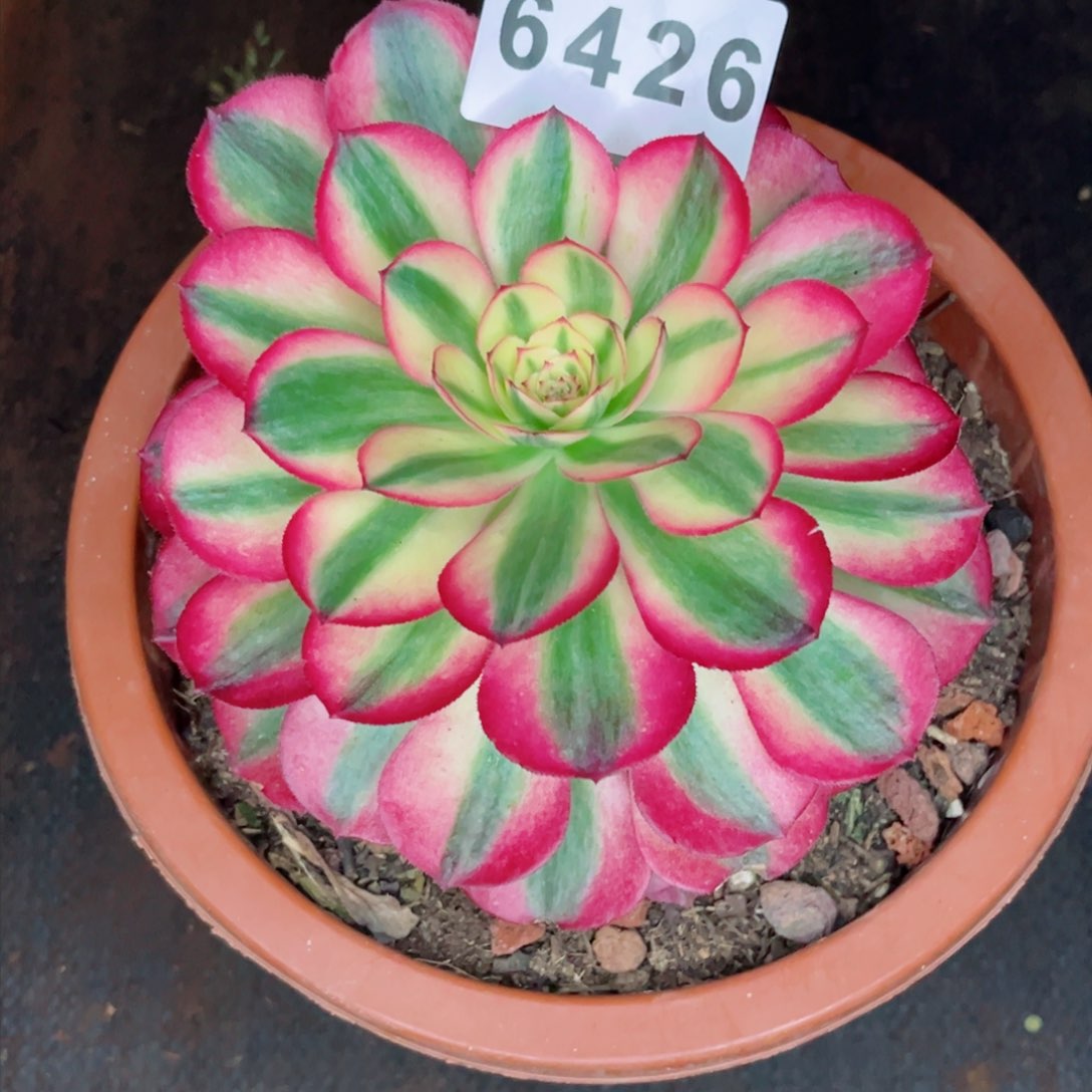 倾城多肉捧花发货