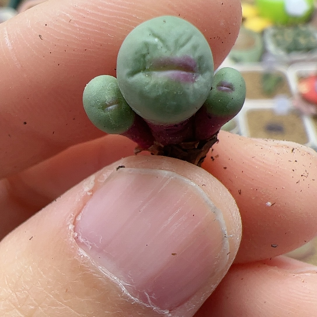 【闪购商品】204 开播福利