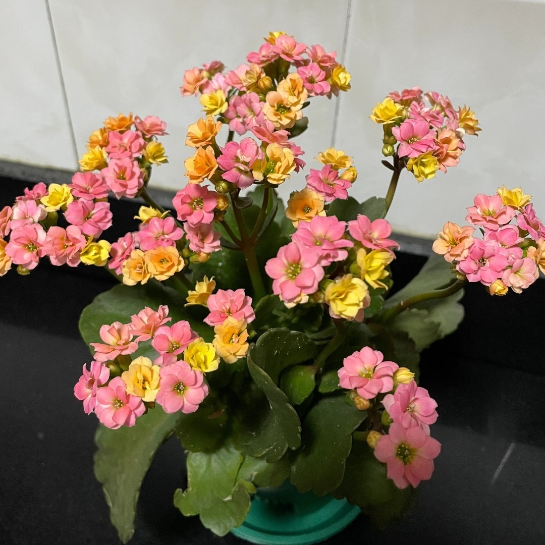 【变色龙长寿花】四季开花颜色鲜艳多年生绿植适合家庭养殖