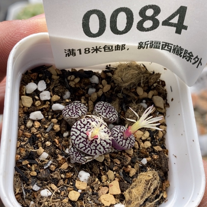 0084。              