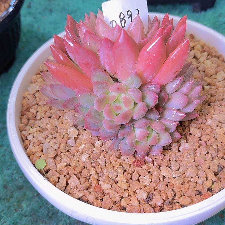 0893杂交多肉植物