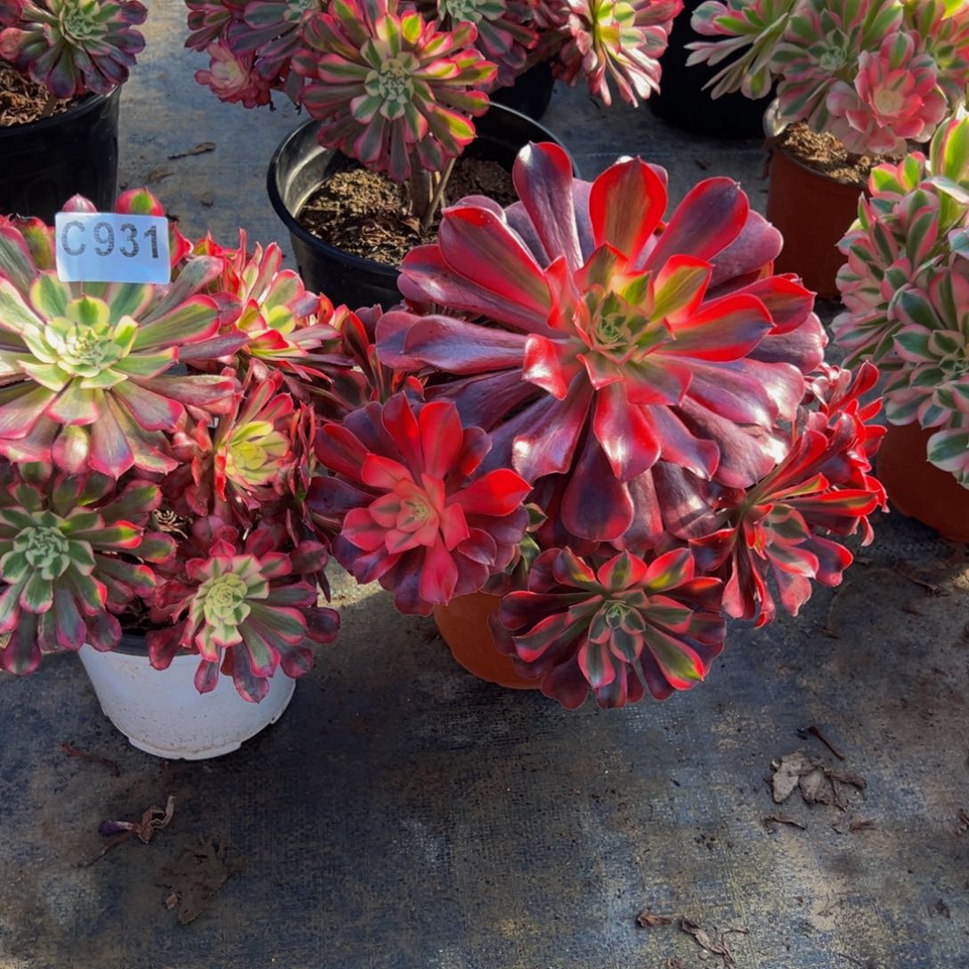 人***生法师多肉植物组合931