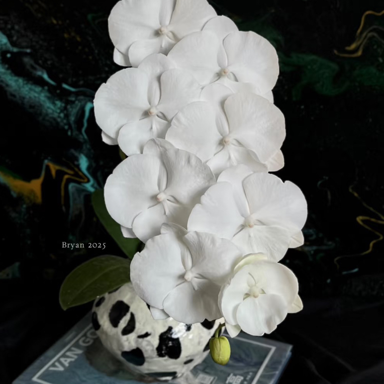 5.5寸杯雪绒花蝴蝶兰（大舌头）蝴蝶兰室内绿植花卉简单好养