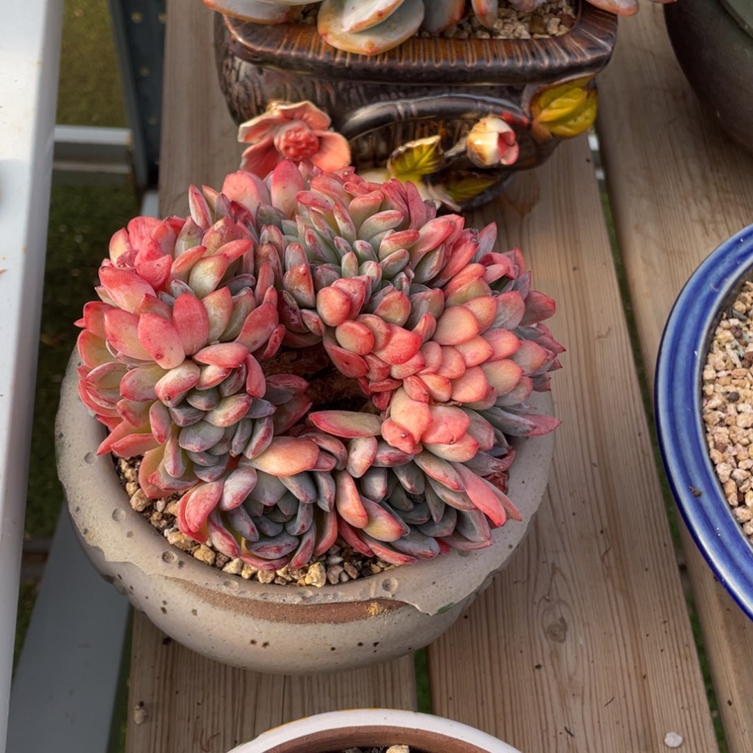 豆总多肉全明星缀